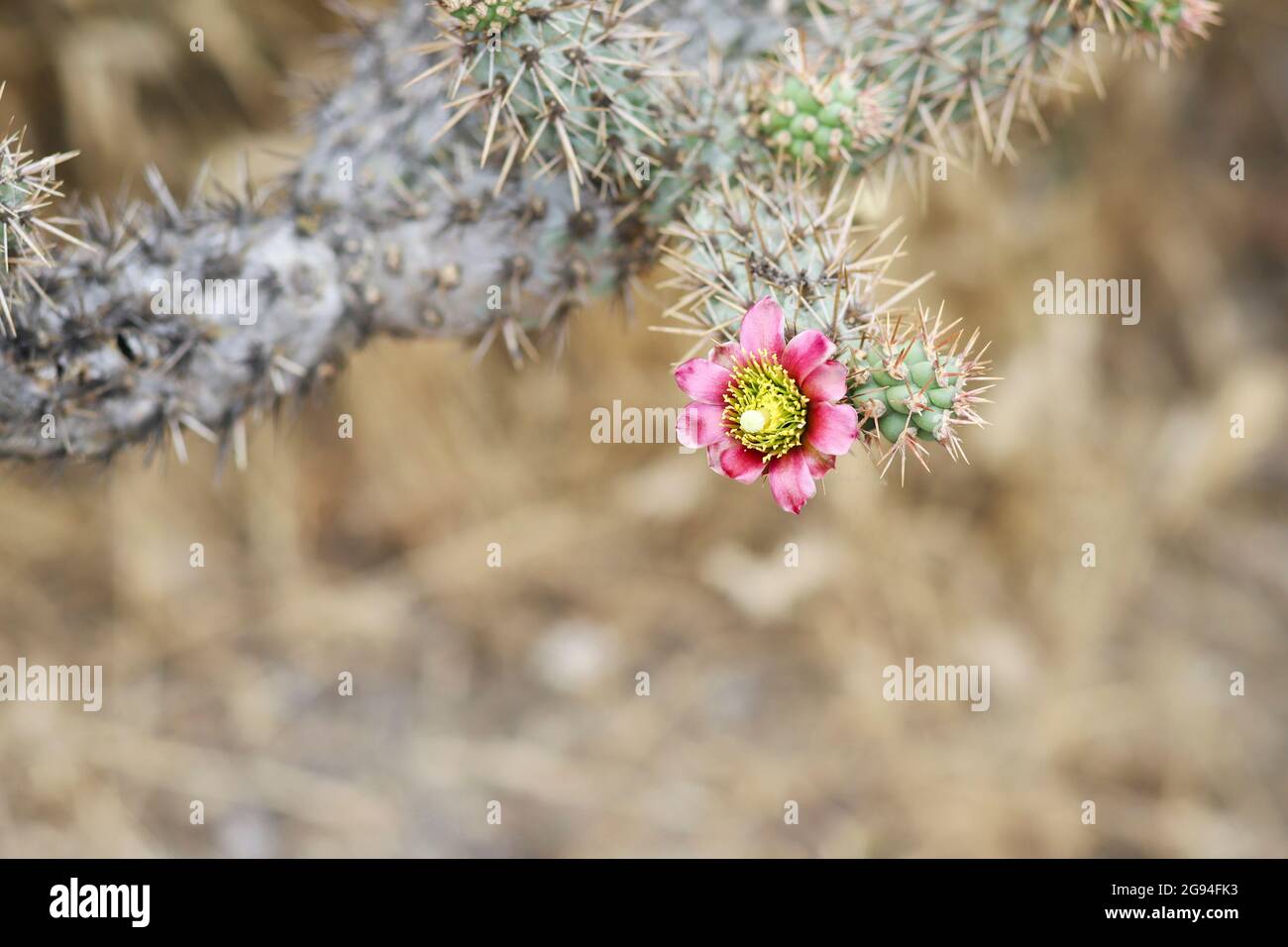 Pincushion cactus hires stock photography and images Alamy