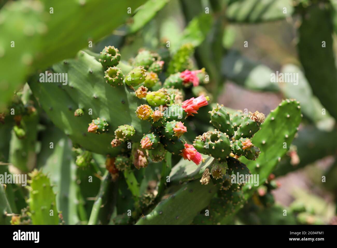 Cochineal nopal cactus aka prickly pear Stock Photo