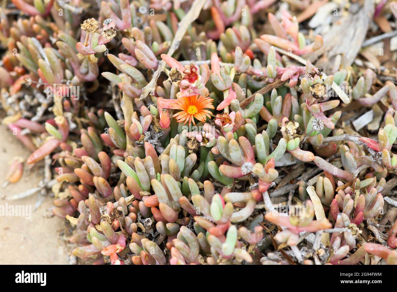 Coppery Mesemb with a bright orange and yellow flower Stock Photo - Alamy