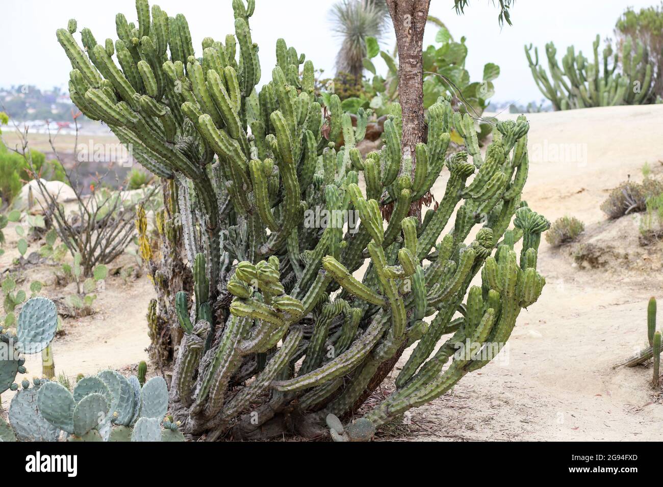Blueberry cactus hi-res stock photography and images - Alamy