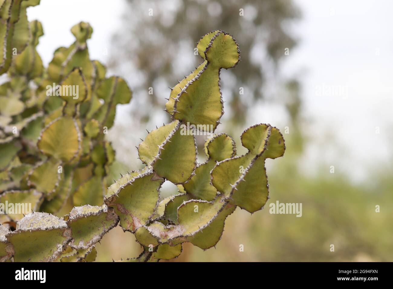 Candelabra Cactus branches with spade shaped branches Stock Photo