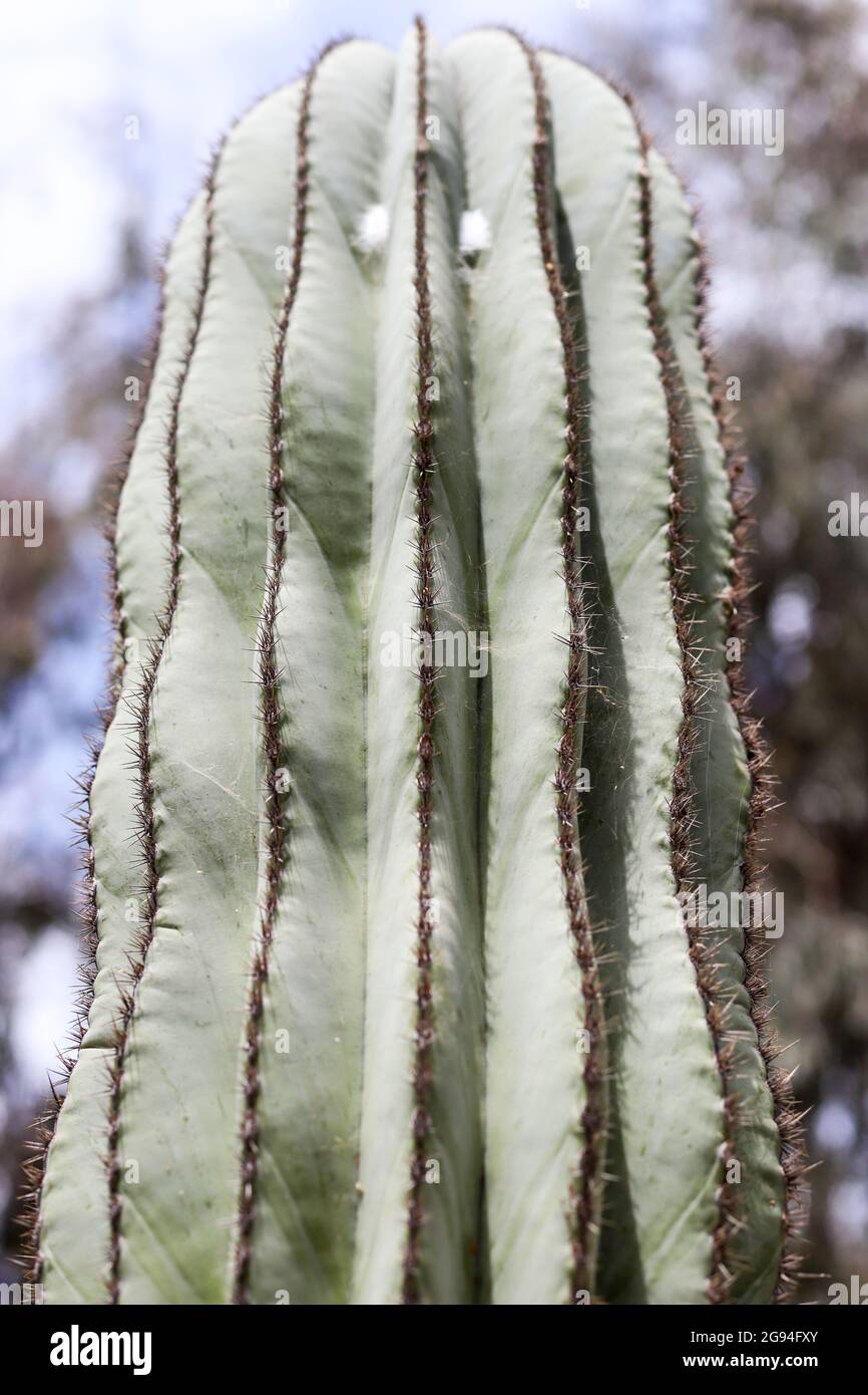 Mexican Fence Post Cactus with detail Stock Photo