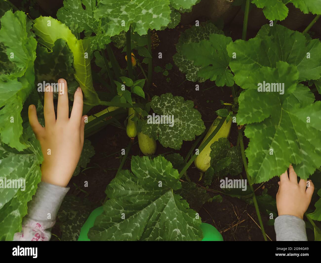 Girl's hands open leaves in a bush of a vegetable marrow in a garden Stock Photo