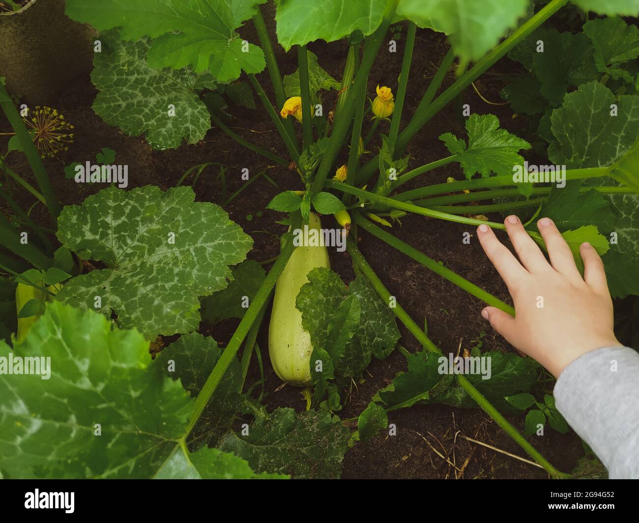 Girl's hand open leaves in a bush of a vegetable marrow in a garden Stock Photo