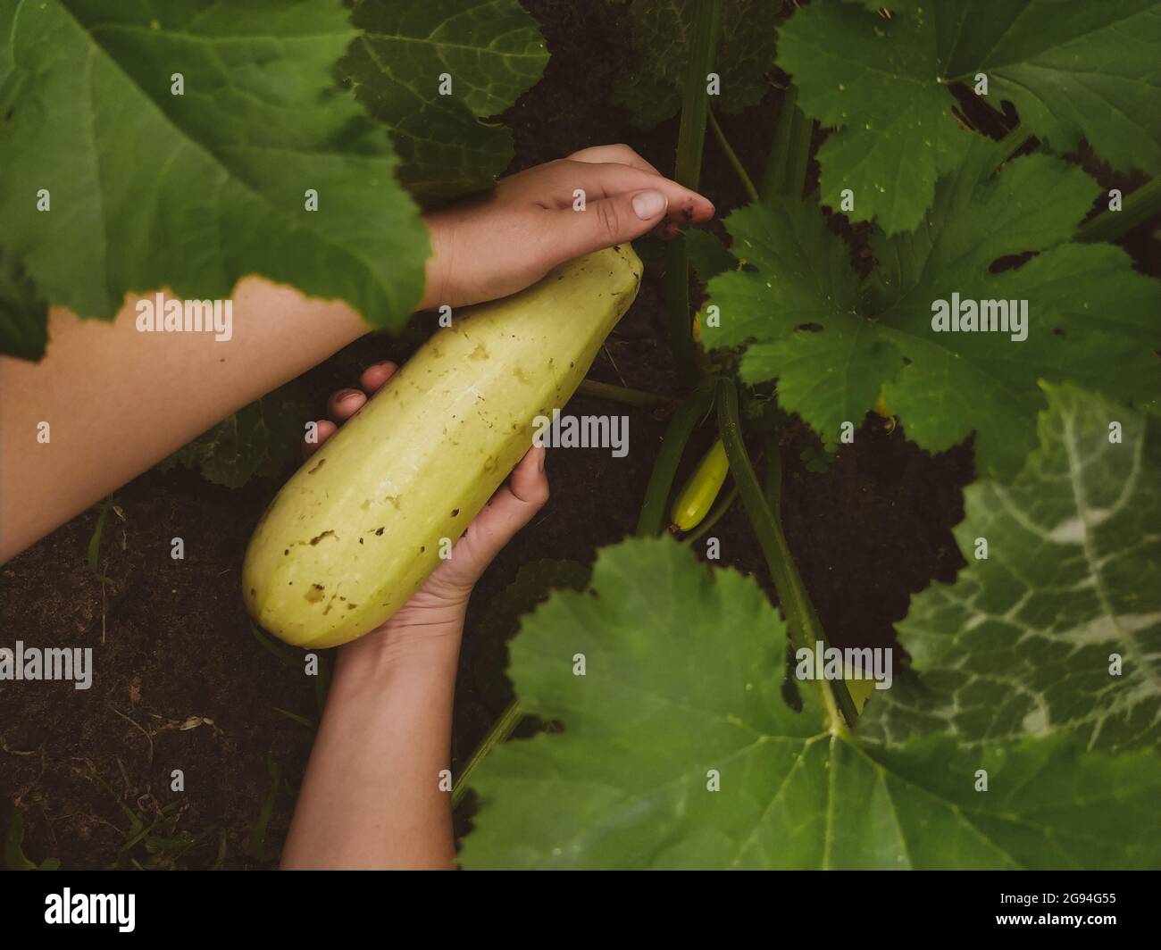 Female hands pick zucchini at the garden in Ukraine Stock Photo