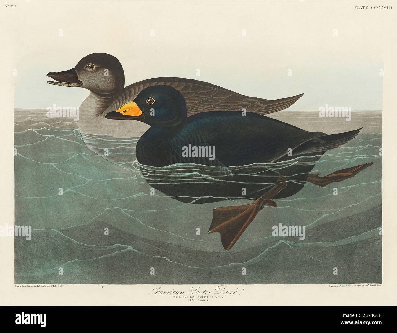 Birds of the USA Audbon illustrations, American Swan, Scoter, Sparrowhawk, flamingo, crow Stock Photo