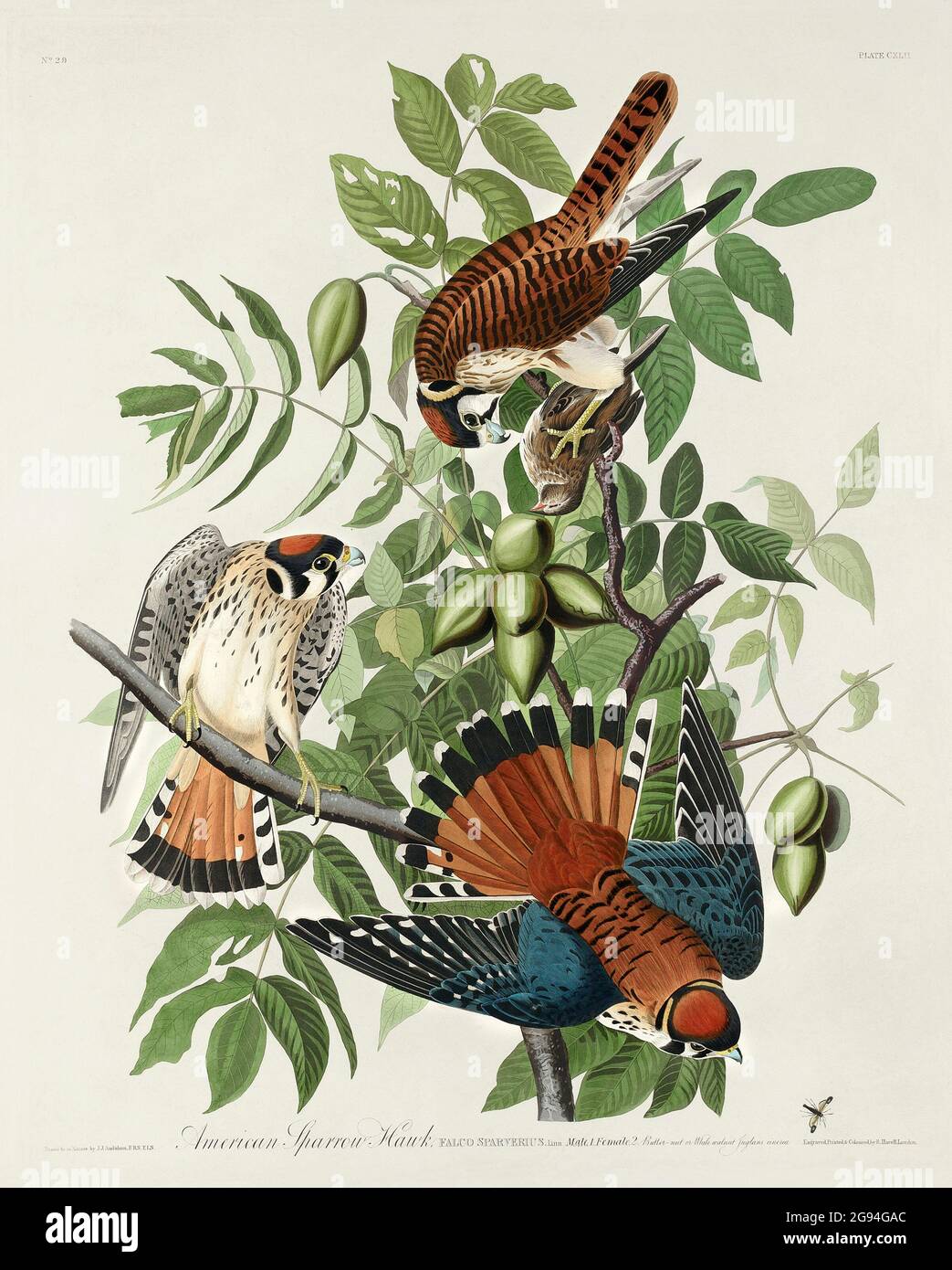 Birds of the USA Audbon illustrations, American Swan, Scoter, Sparrowhawk, flamingo, crow Stock Photo