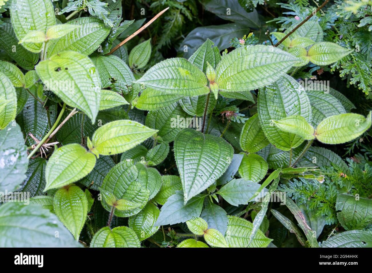 Clidemia hirta or senduduk buluh is plant found in tropical rainforest and have medicinal value Stock Photo