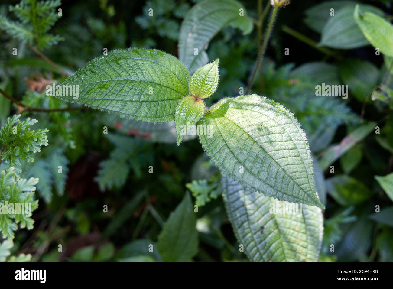 Clidemia hirta or senduduk buluh is plant found in tropical rainforest and have medicinal value Stock Photo
