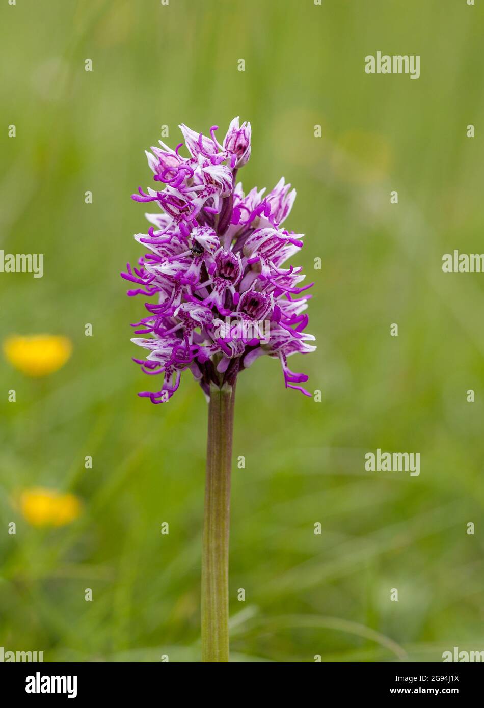 Monkey Orchid Orchis simia at Park Gate Down reserve in Kent managed by Kent Wildlife Trust and one of only three sites for this species in the UK Stock Photo