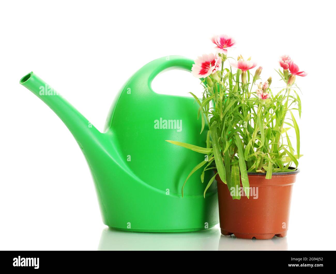 watering can and plant in flowerpot isolated on white Stock Photo Alamy