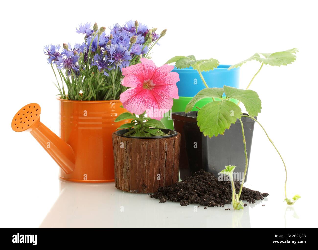 watering can and plants in flowerpot isolated on white Stock Photo - Alamy