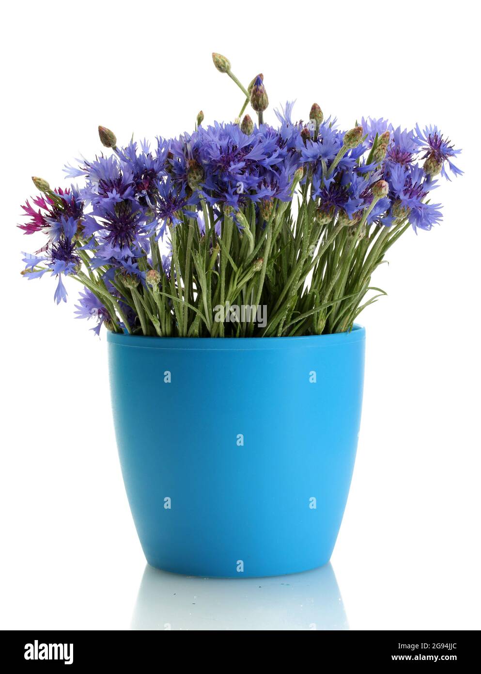 cornflowers in flowerpot isolated on white Stock Photo Alamy