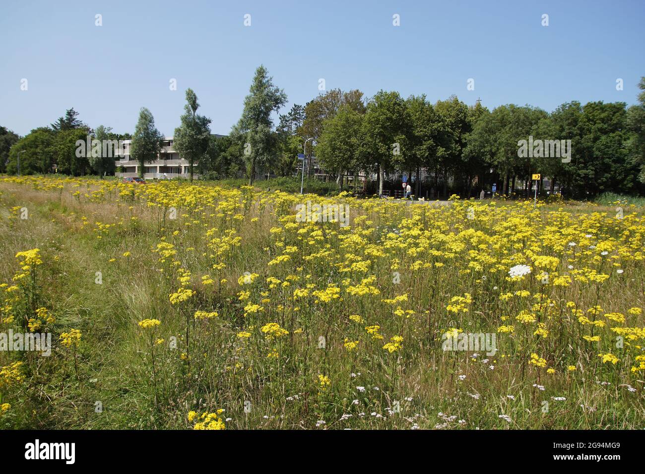 Field with faded flowers of ragwort (Jacobaea vulgaris, Senecio jacobaea), family Asteraceae with the Dutch village of Bergen in the distance. Summer, Stock Photo