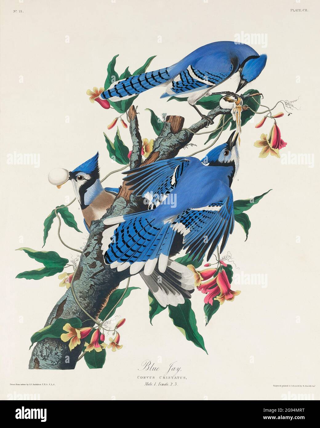 Vintage illustrations Birds of the USA Stock Photo