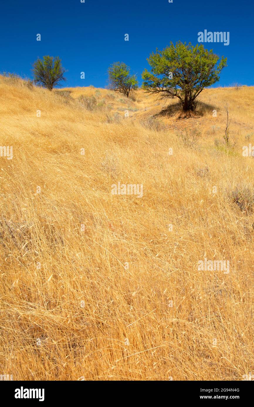 Canyon grassland with hackberry tree, Deschutes River State Park ...