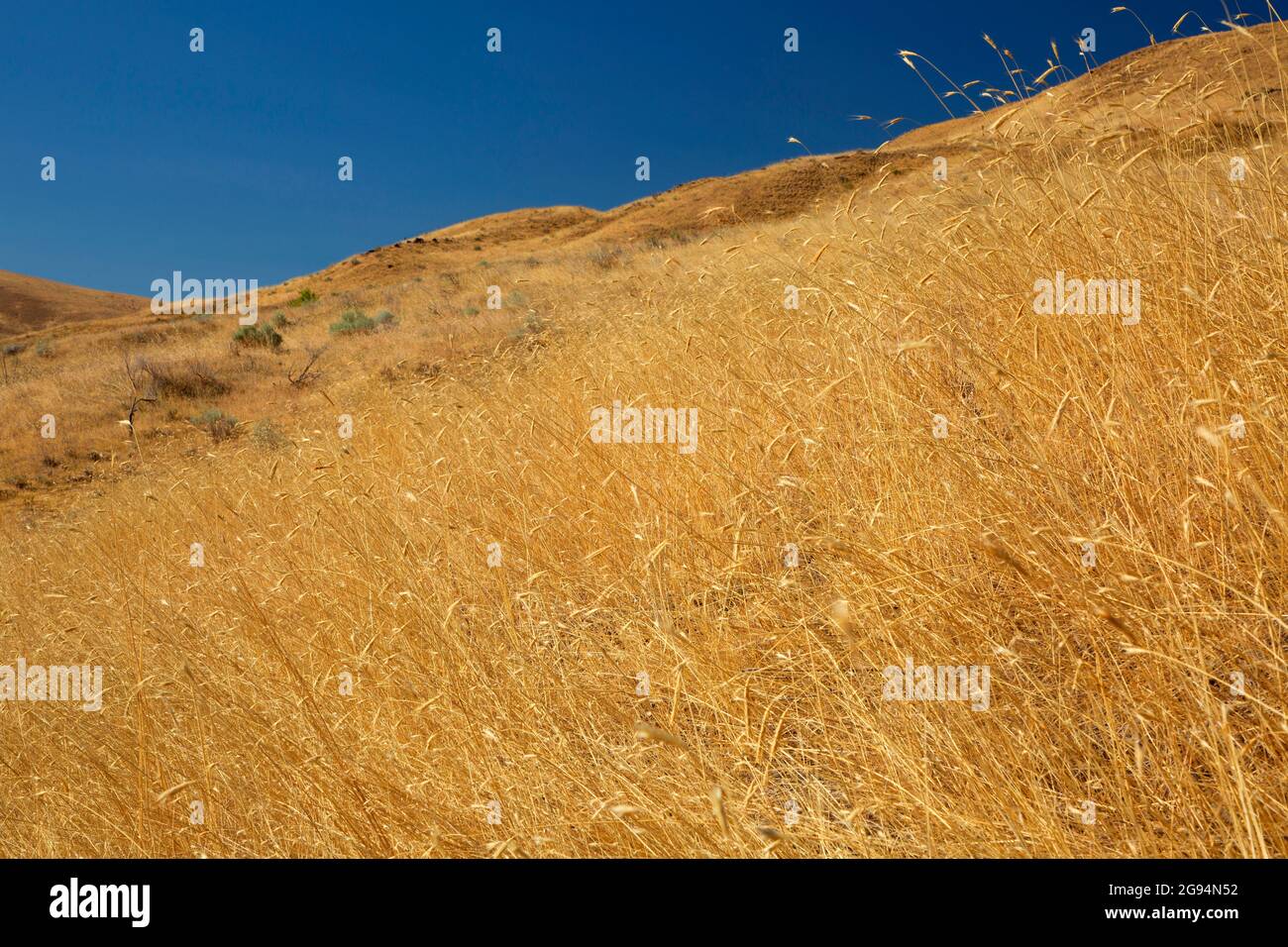 Plateau dry grassland, Deschutes River State Park, Columbia River