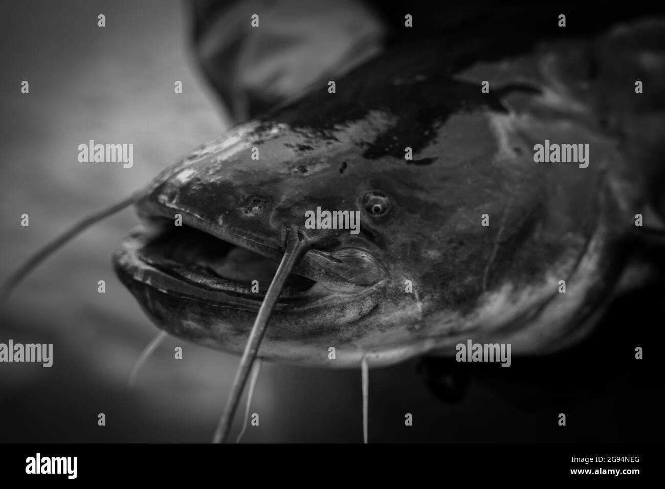 Fresh catfish Black and White Stock Photos & Images Alamy