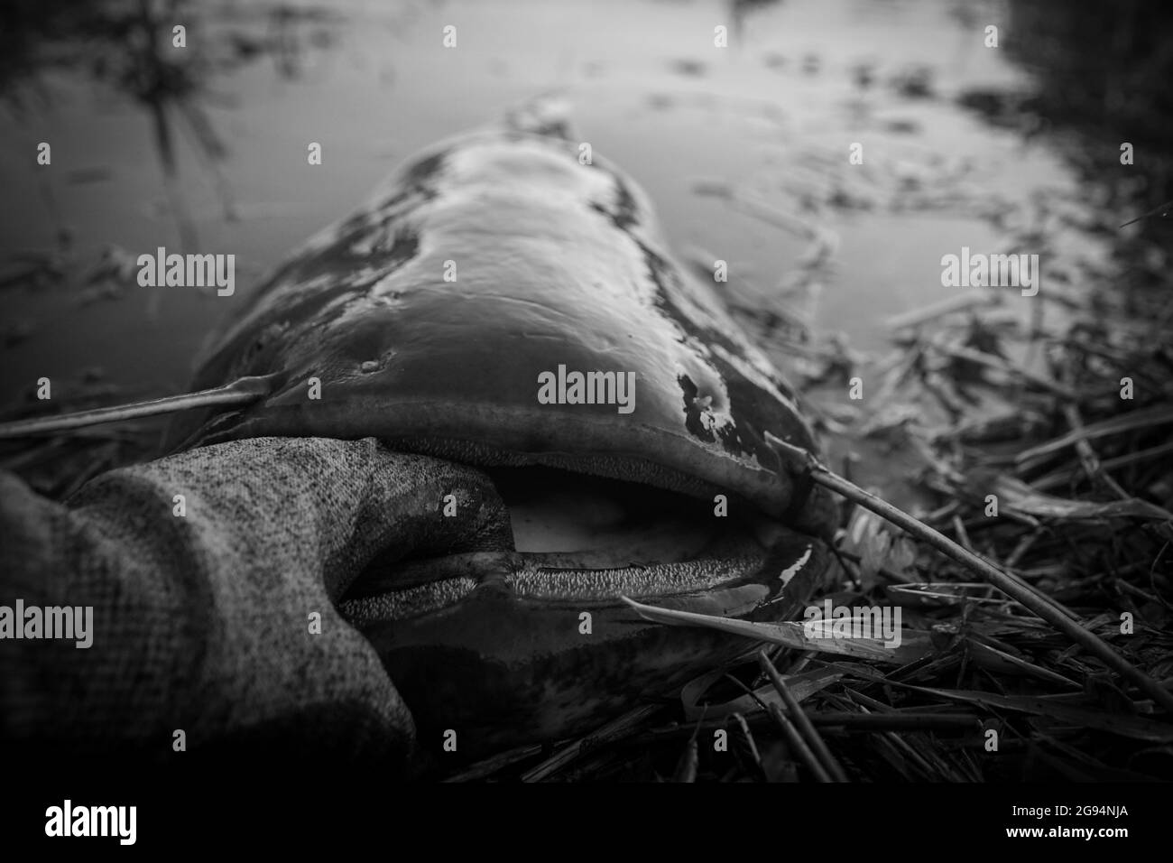 Grayscale shot of a hand in a common catfish's mouth Stock Photo