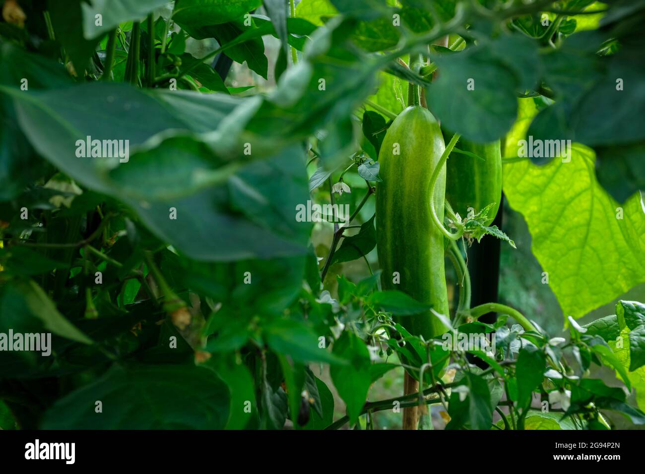 Cucumbers growing in a garden greenhouse Stock Photo Alamy