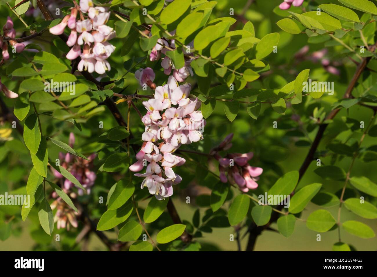 Robinia tree flowers blooming on a beautiful May day in Europe. Stock Photo