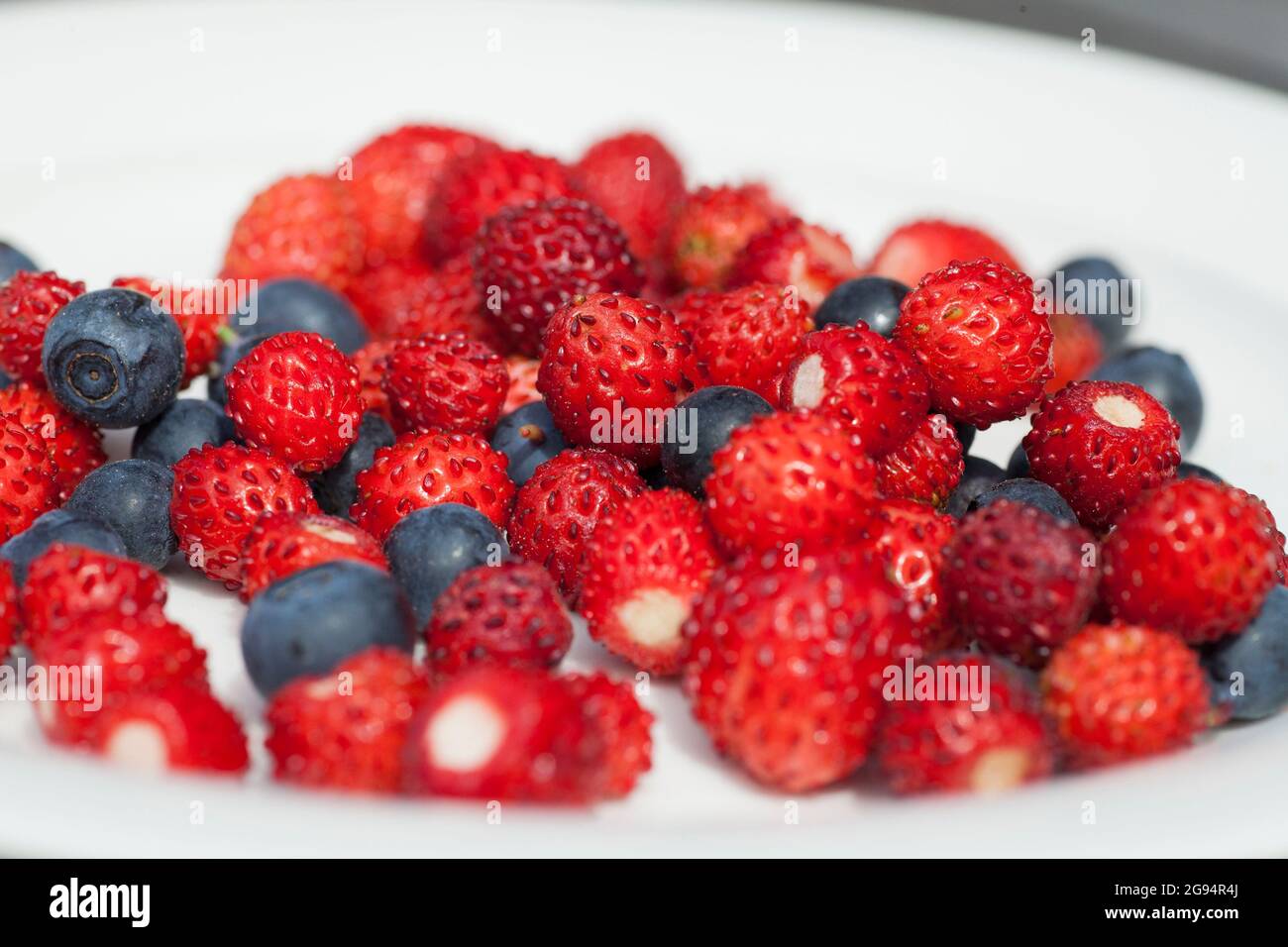 Wild Strawberry and blueberry freshly picked for breakfast Stock Photo
