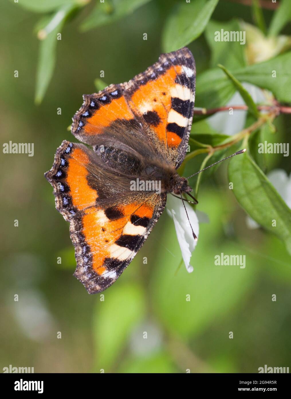 SMALL TORTOISESHELL Aglais Urticae Stock Photo