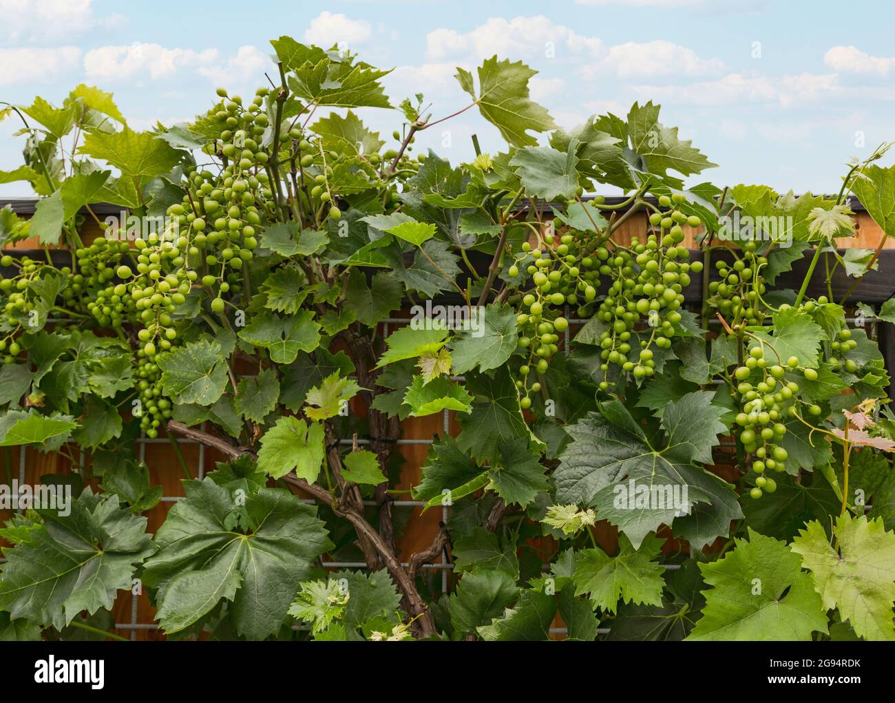 a grape bush in a garden is full of large bunches of green grapes with a blue sky with clouds in the background Stock Photo