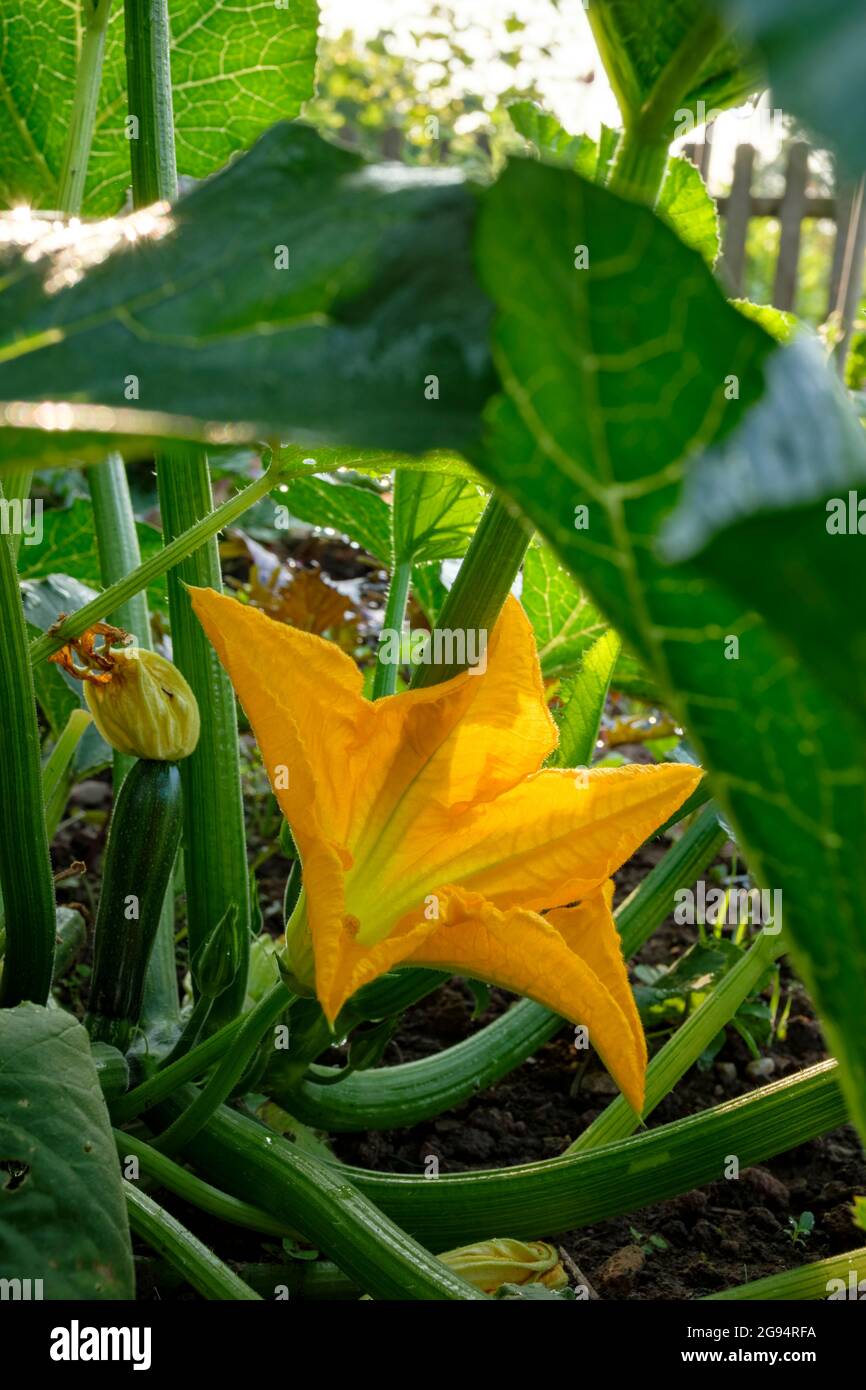 Courgettes growing in a rural vegetable garden. Stock Photo