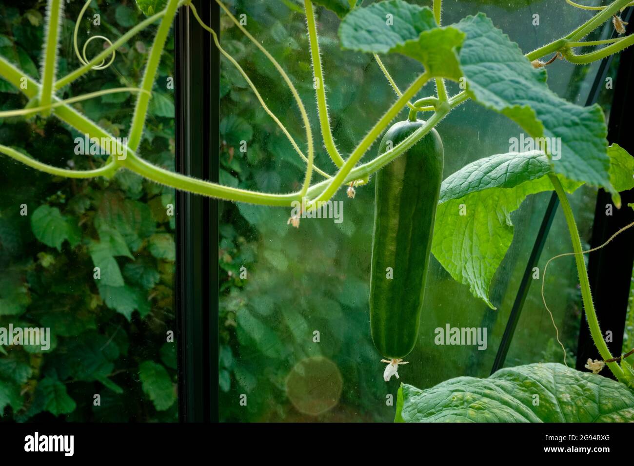 Cucumber growing in a garden greenhouse Stock Photo Alamy