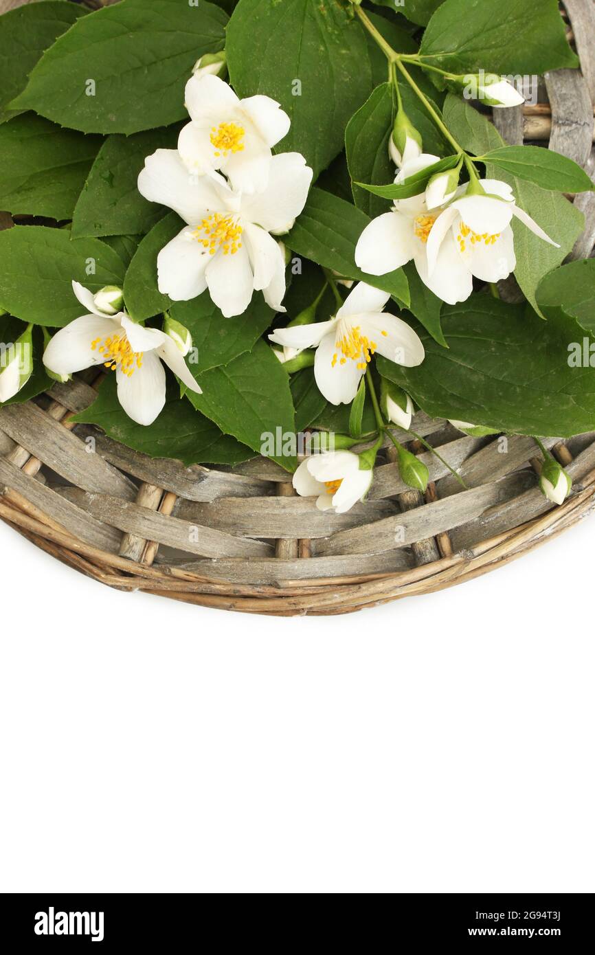 beautiful jasmine flowers with leaves isolated on white Stock Photo Alamy