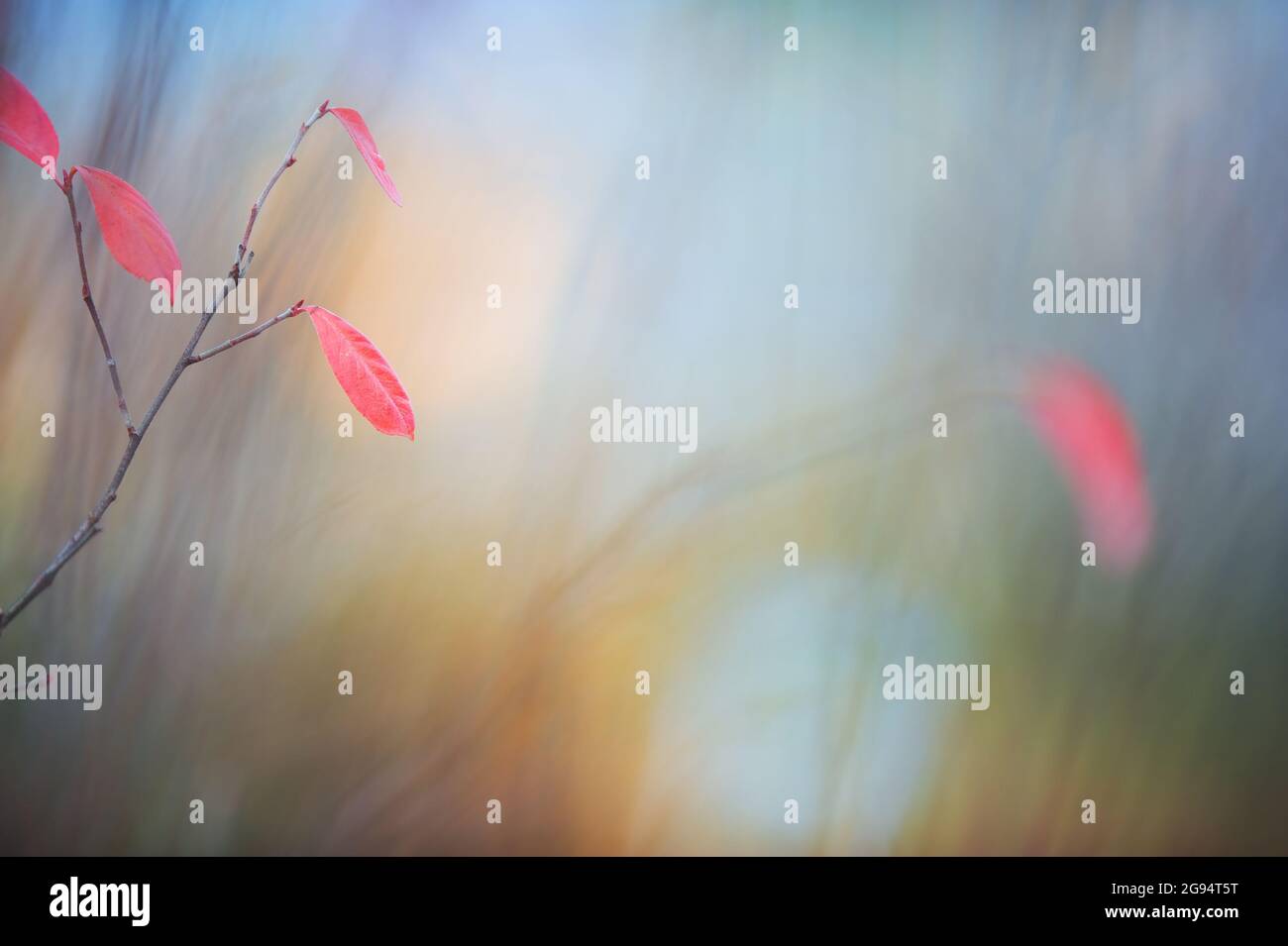 Chokeberry, Aronia leaves in autumn colors, defocused blurred background. Stock Photo