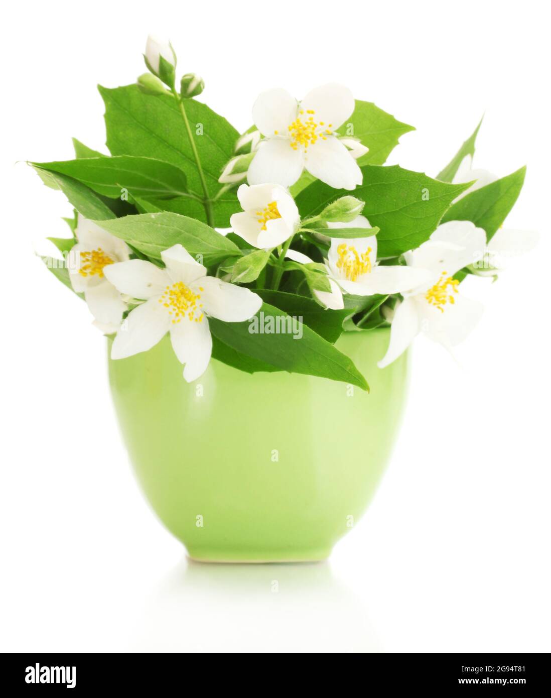 beautiful jasmine flowers in green vase isolated on white Stock Photo