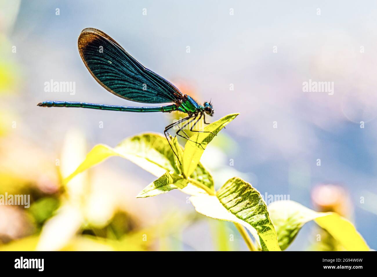 Close up of blue dragonfly in the green nature on a summer day Stock Photo