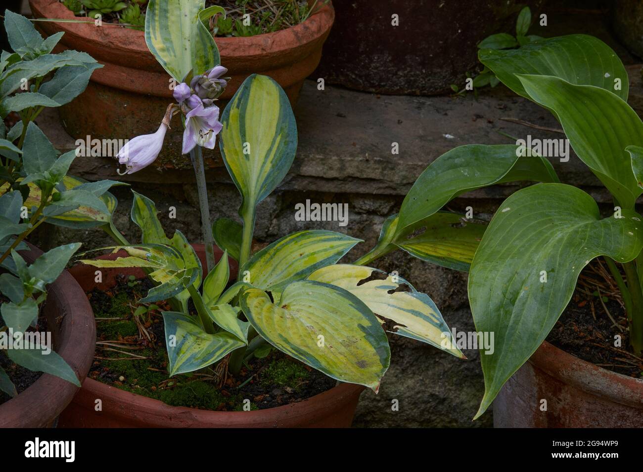 Hosta showing slug damage to leaves. Nidderdale Stock Photo Alamy