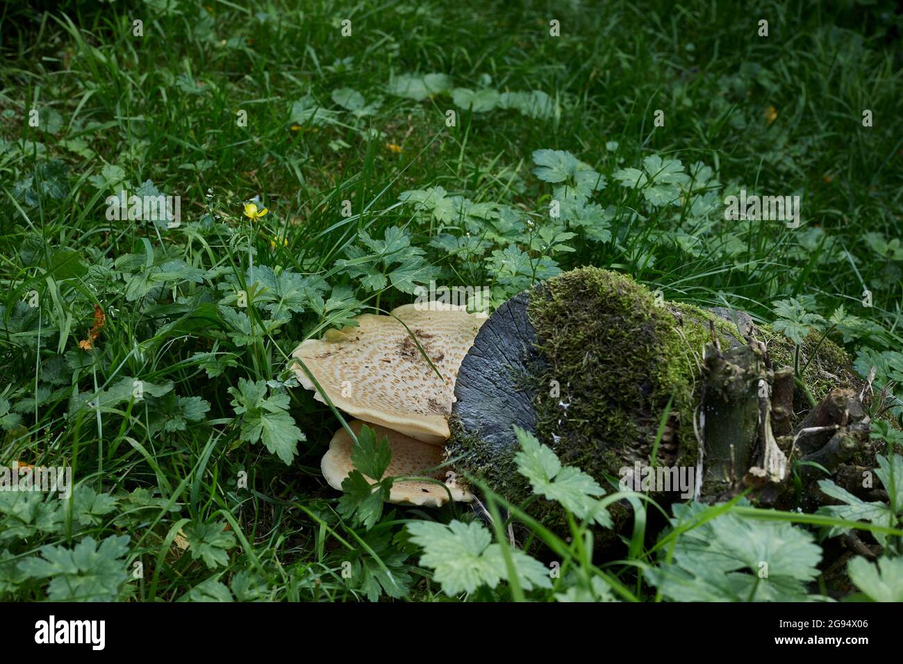 Fungus growing from a rotting sycamore stump Stock Photo