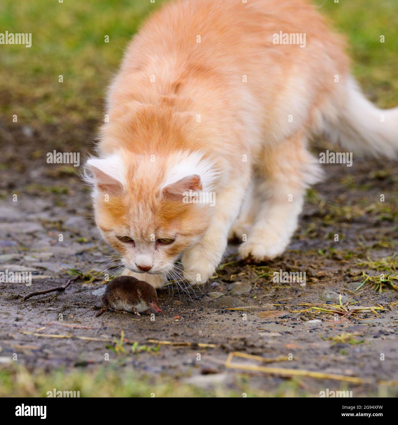 A hungry red predator is playing with a mole, a cat has caught a mole ...