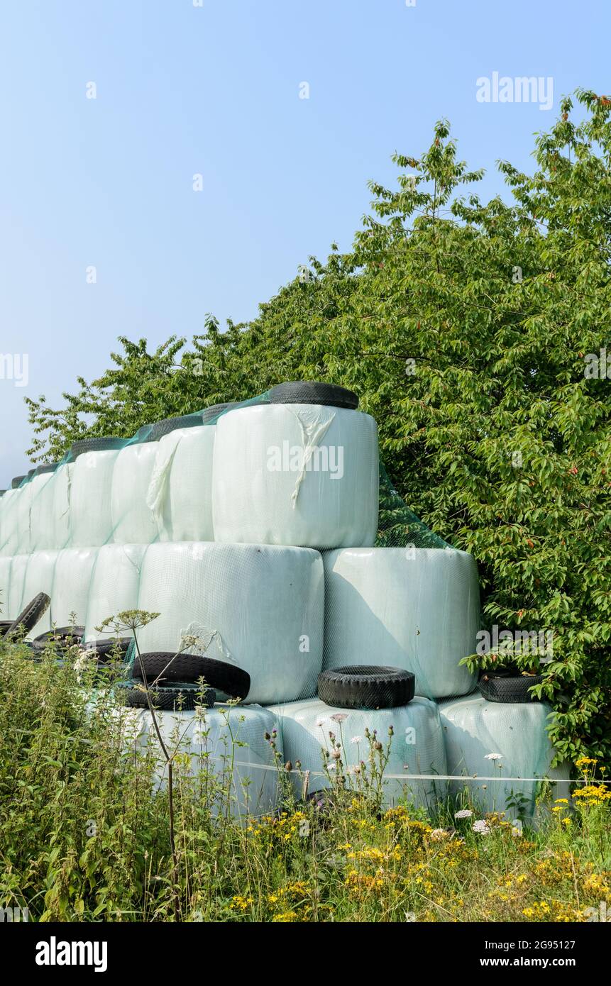 Pile of hay bales for fooder wrapped in plastic, covered with a net and discarded old rubber tires near a farm in the rural countryside in Germany Stock Photo