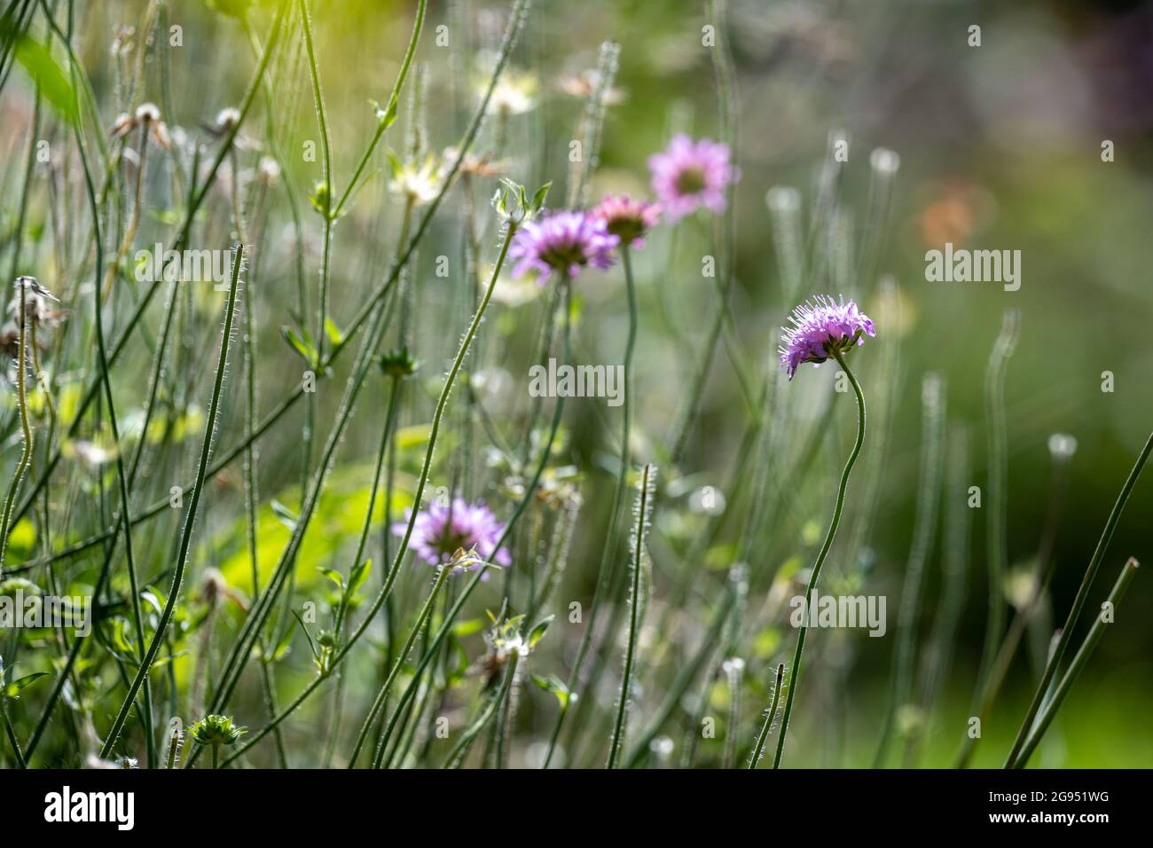 Mauve cottage garden flowers in bright sunshine, attractive to pollinators Stock Photo