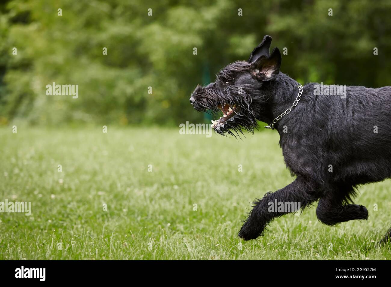 Dog running in grass. Black Giant Schnauzer sprinting on meadow during summer day. Stock Photo
