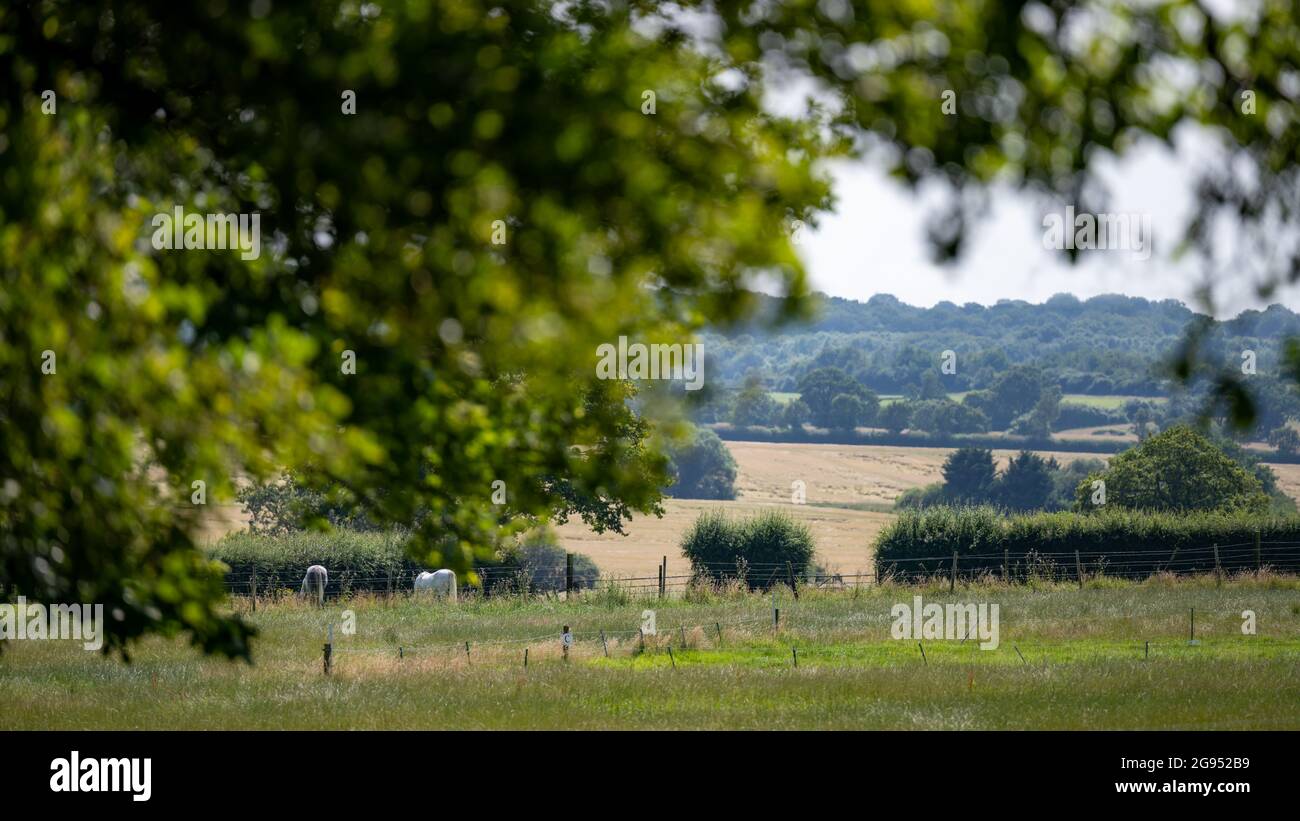 Two horses out to pasture on a summer day, grazing in sunshine with view of fields in Essex Stock Photo