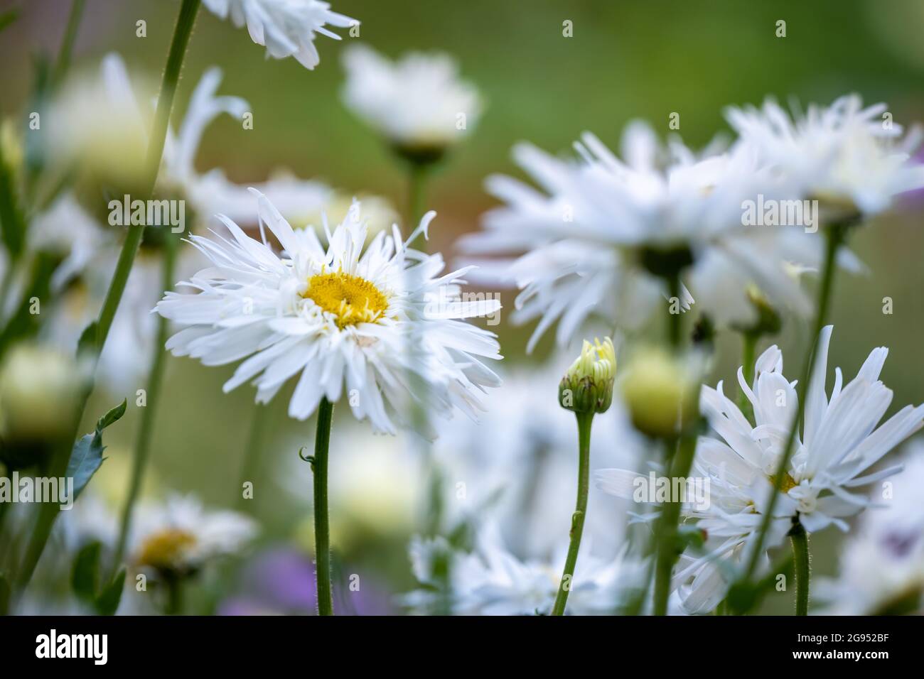 British cottage garden flowers in full bloom during midsummer, yellow and white daisy in bright sunshine Stock Photo