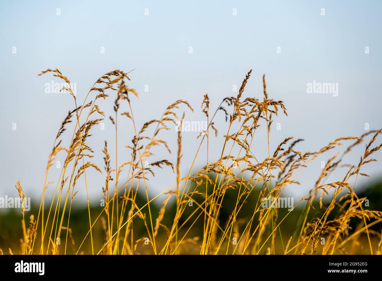 Wild meadow grasses due to rewilding of common land in Essex Stock Photo