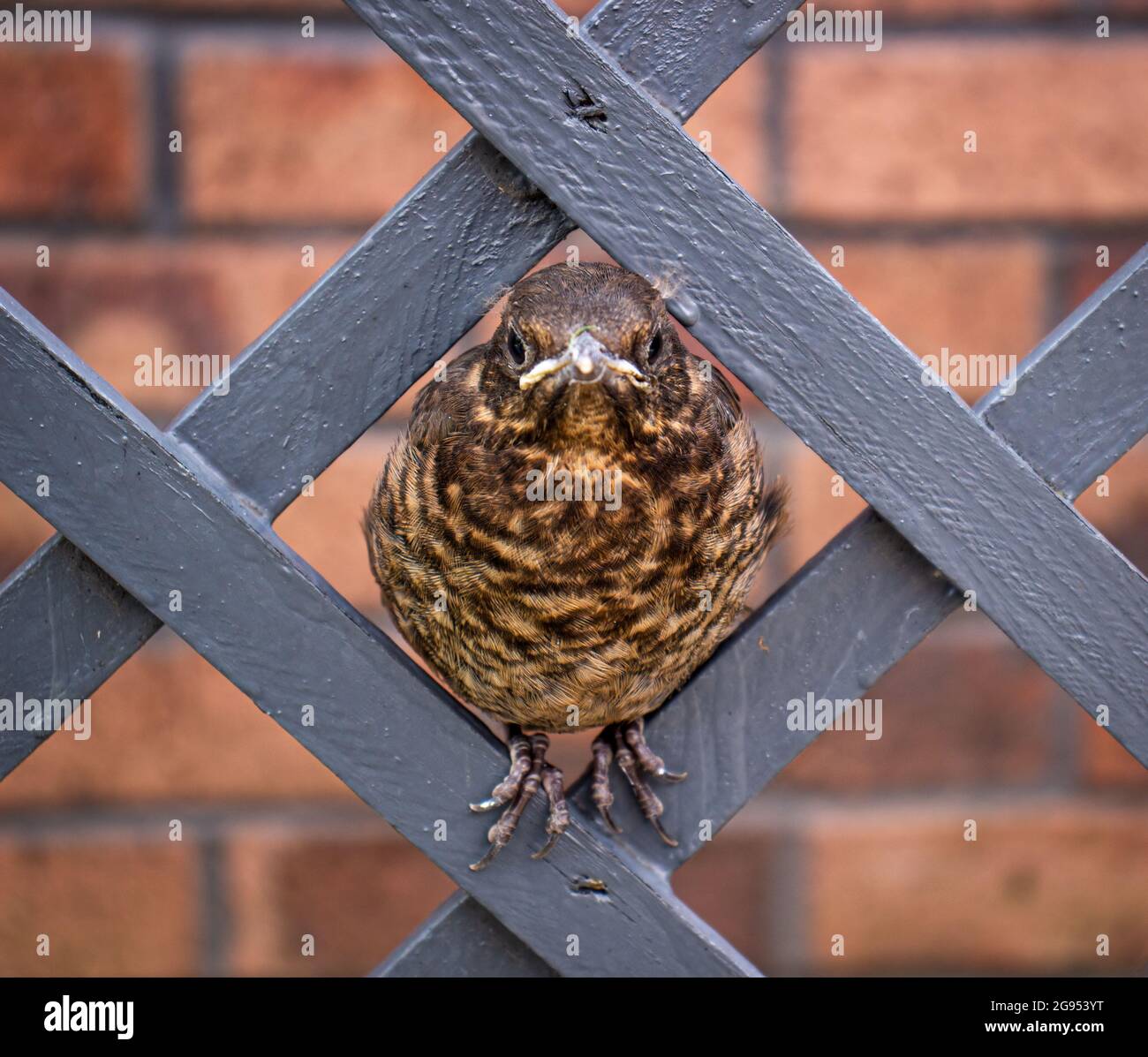 Young Thrush Sitting On The Fence Stock Photo