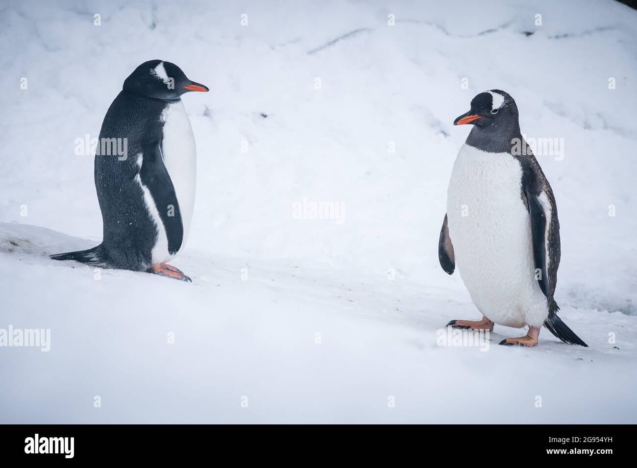 Two gentoo penguins stand on a snow covered slope, one sleeping one awake in Grahamland, Antarctica. Stock Photo