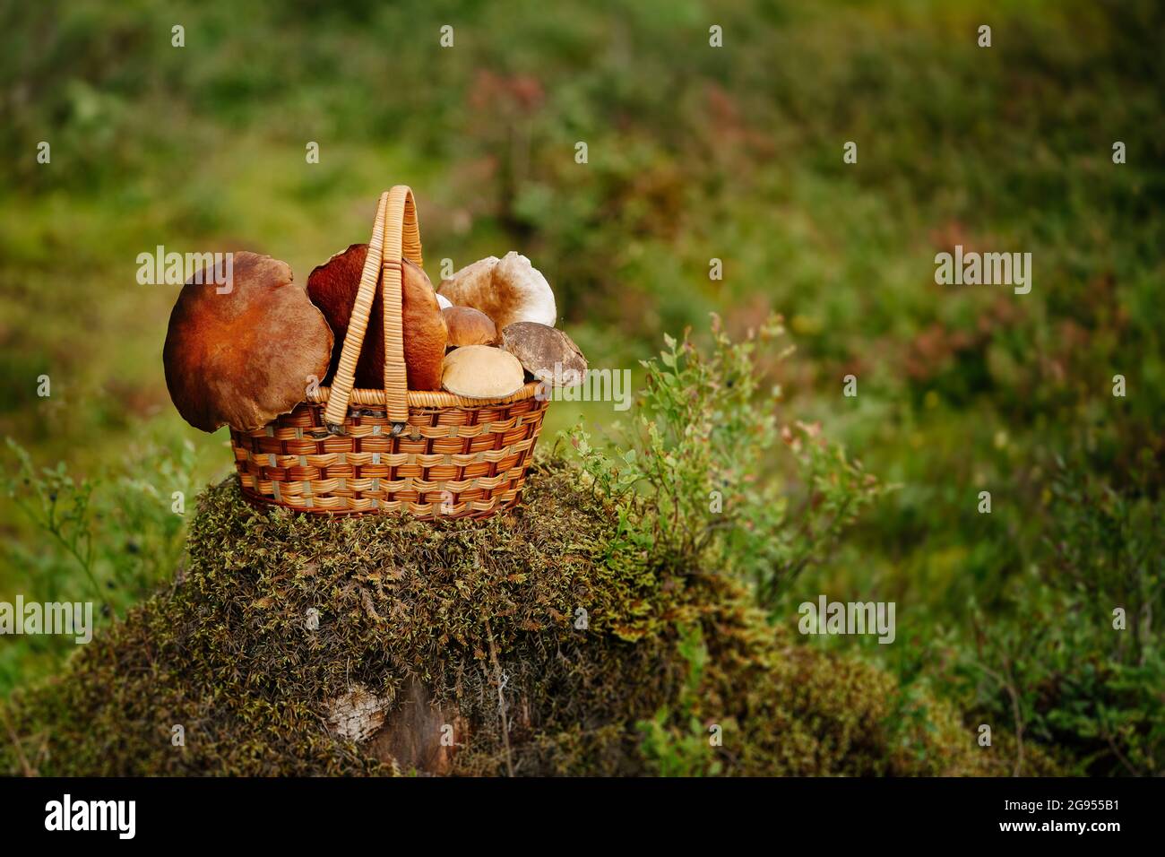 Wicker basket with white and red mushrooms on the moss Stock Photo