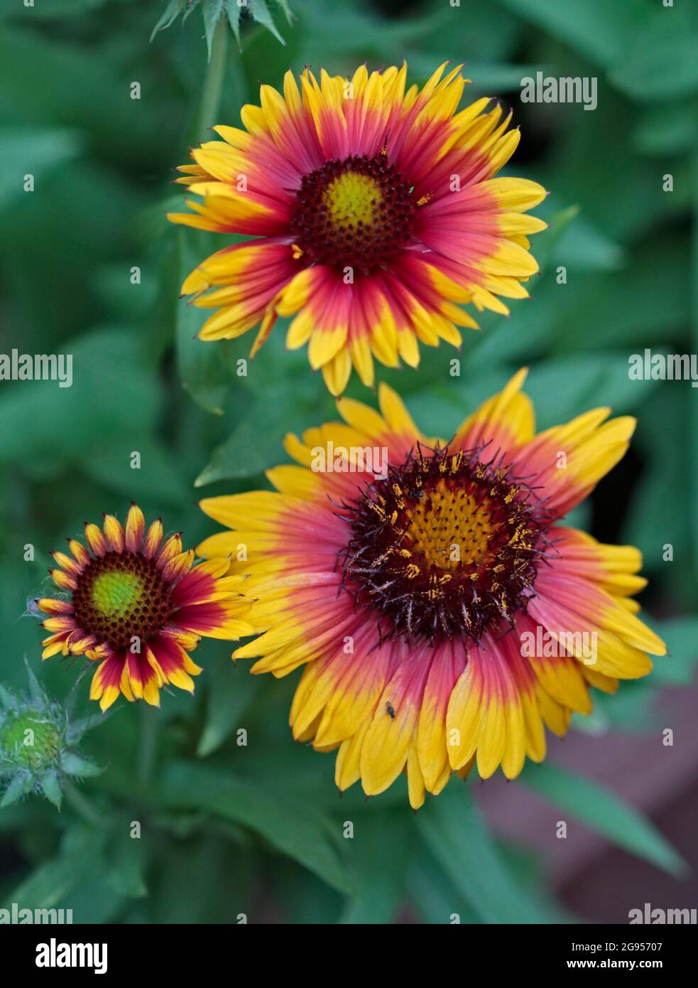 Gaillardia Mesa Bright Colour (blanket flower) Stock Photo