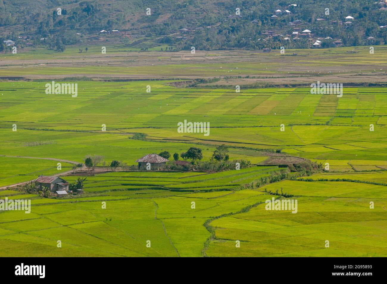 Spider Web Style of Traditional Rice Farming Stock Photo