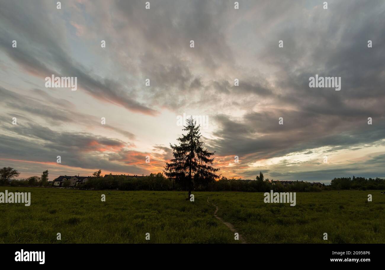 Pine tree standing alone in hi-res stock photography and images - Alamy
