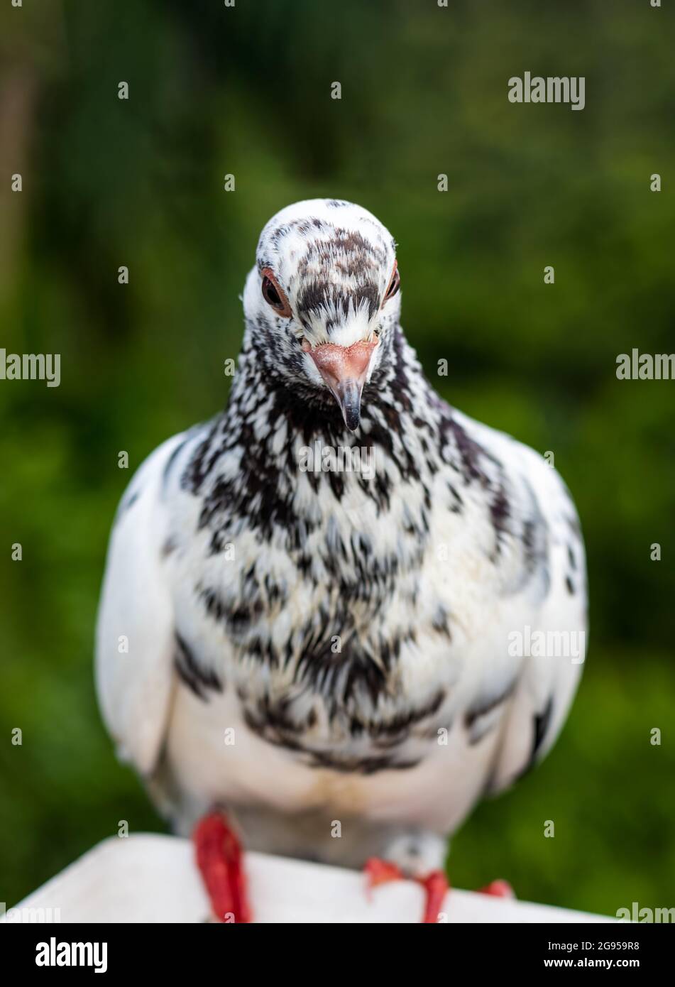 White pigeon with black marks on body close up face with selective focus Stock Photo Alamy